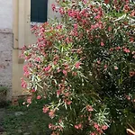 Ania * البندقية